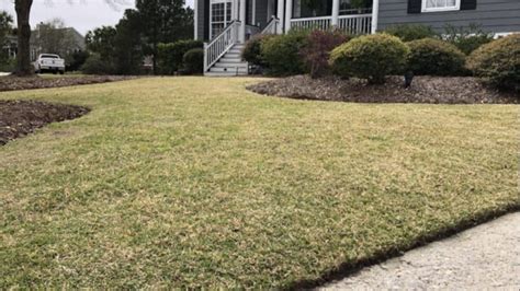 Dormant Grass Vs Dead Grass A Homeowner Growers Guide