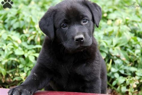 Chow chow / black labrador retriever. Mixed/Other puppy for sale near Lancaster, Pennsylvania | 1a100a53-4f21