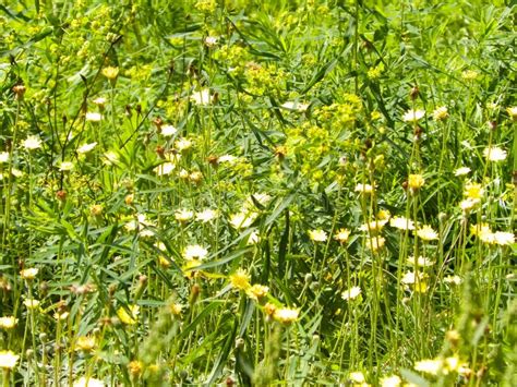 Meadow Full Of Yellow Flowers As Nature Background Stock Image Image