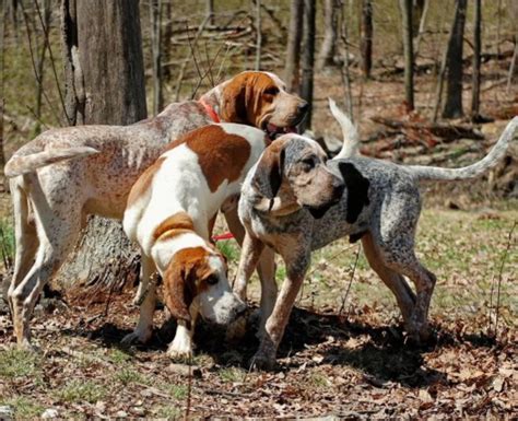 Coonhound Dog Breed Information Pettime