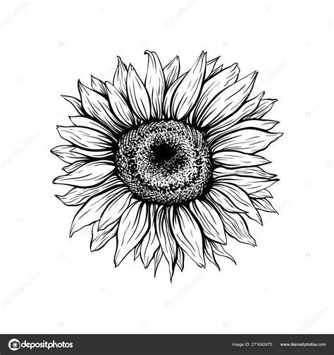 Sunflower Black Blooming Hand Drawn Illustration — Stock Vector