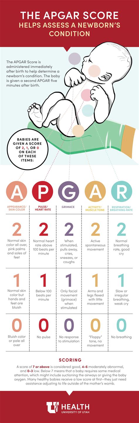 17 Awesome Apgar Score Chart Porn Sex Picture