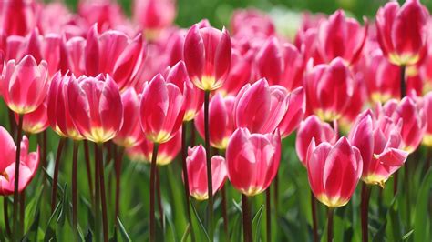 Spring Flowers Beautiful Pink Tulips Ultra Hd Wallpapers