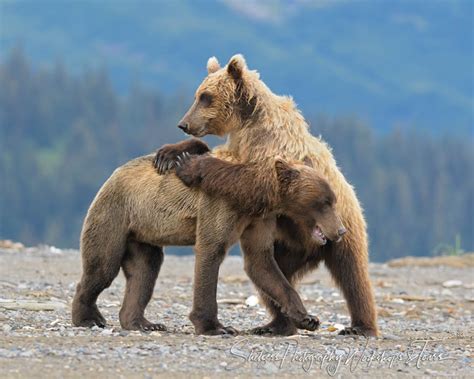 Brown Bears Wrestling Shetzers Photography