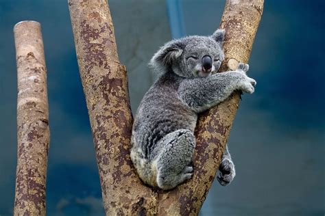 Koalas 1080p 2k 4k 5k Hd Wallpapers Free Download Wallpaper Flare