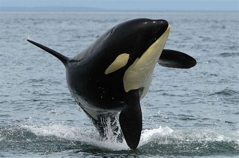Orca Water Whale Animal Hd Wallpaper Peakpx