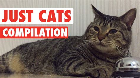 J.mp/1hz1v4k don't miss the hottest new. Just Cats Pet Video Compilation 2016 - YouTube