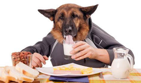 Foods Dogs Should Not Eat 10 Human Foods That Are Dangerous To Dogs