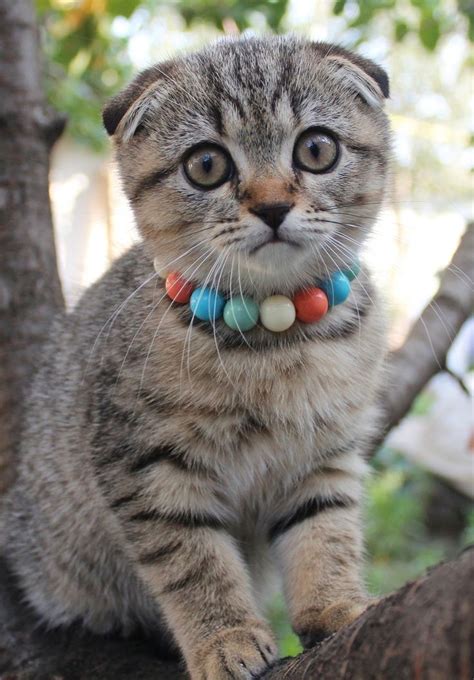 94 Best Images About Cats And Kittens Scottish Fold On