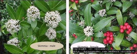 Perfect for shady gardens, skimmia japonica (japanese skimmia) is a lovely, dense, mounded, evergreen shrub, prized for its fragrant flowers, aromatic leaves and while male flowers are usually more fragrant and larger than female flowers, only female flowers produce the attractive red berries. PlantFiles Pictures: Japanese Skimmia (Skimmia japonica ...