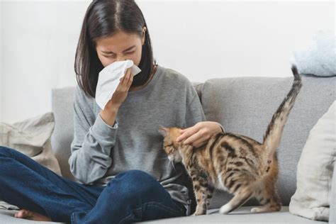 Cat Allergy In Humans Symptoms Causes Treatment Zooplus