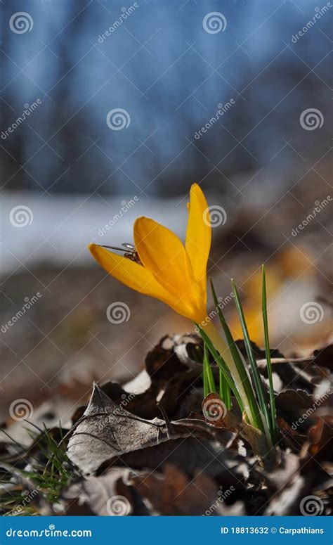 Yellow Spring Flower Stock Photo Image Of Floral Nature 18813632