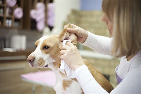 How To Clean Your Dogs Ears Dog Grooming Basics