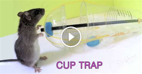 Rat traps homemade , how to make a simple mouse trap from plastic bottle ❖ copyright of mouse trap ☞ do not reup. This DIY Rat Trap is Very EASY to make! You Might Need It ...