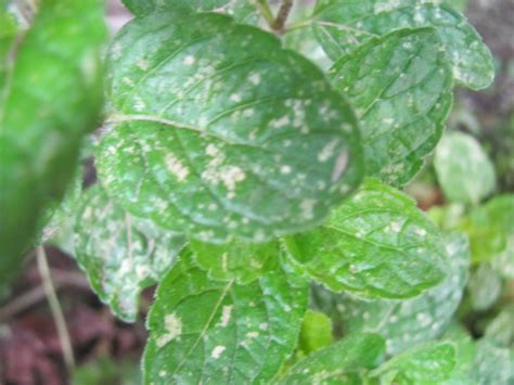 More images for basil leaves have brown spots » Yellow spots on Mediterranean herb leaves ? (organic forum ...
