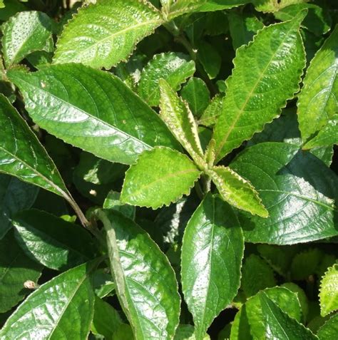 Tak apa hari2 mak kaknab boleh rebus minum airnya. Manfaat daun pecah beling - Ayo-Berkebun