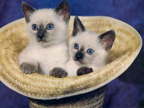 Siamese Twin Kittens Pixdaus Siamese Kittens Kittens Cutest