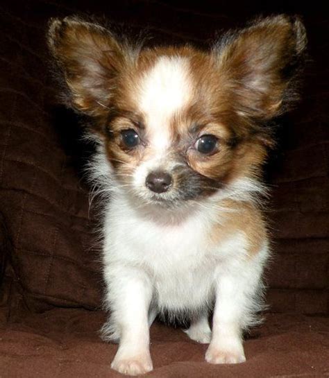 Look at pictures of beagle puppies who need a home. Papillon Puppies For Sale | Manilla, IN #262115 | Petzlover