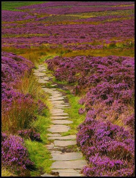 A Stone Path In The Middle Of A Field With Purple Flowers On Either