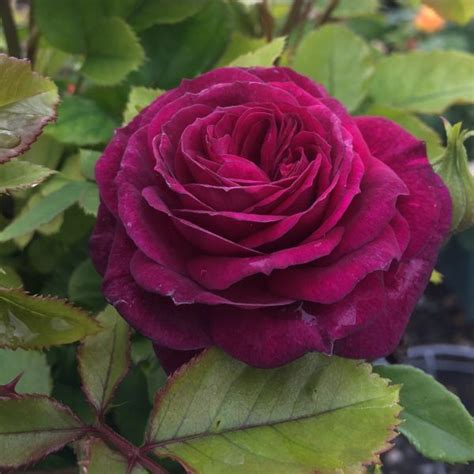 Ebb Tide™ Rose Buy Floribunda Roses At Nature Hills Nursery
