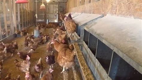 Pa Poultry Owners Advised To Be Vigilant About Protecting Flocks From Avian Flu