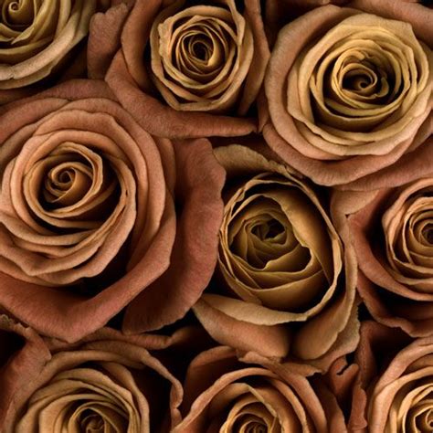 Brown Rose Wallpaper