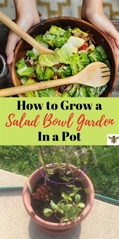 How To Grow A Salad Bowl Garden In A Pot Salad Container Garden