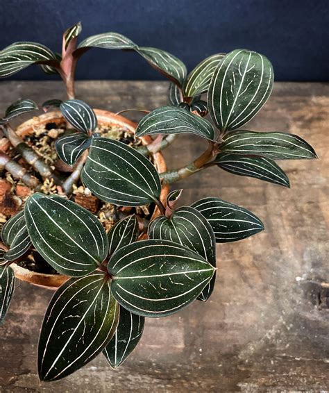 Ep 67 Jewel Orchids — Plant Daddy Podcast Jewel Orchid Plant