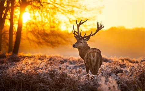 Deer Animals Nature Landscape Sunlight Mammals