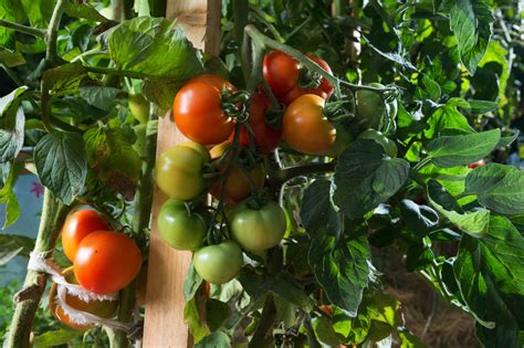 6 Big Tips To Keep Tomato Plants Healthy And Productive In