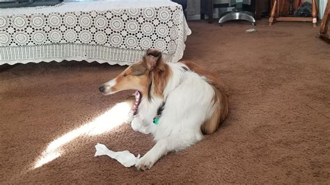 Caught A Picture Of My Dog Breathing Fire Rfunny