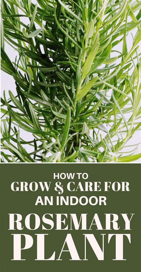 How To Grow And Care For An Indoor Rosemary Plant Rosemary Plant