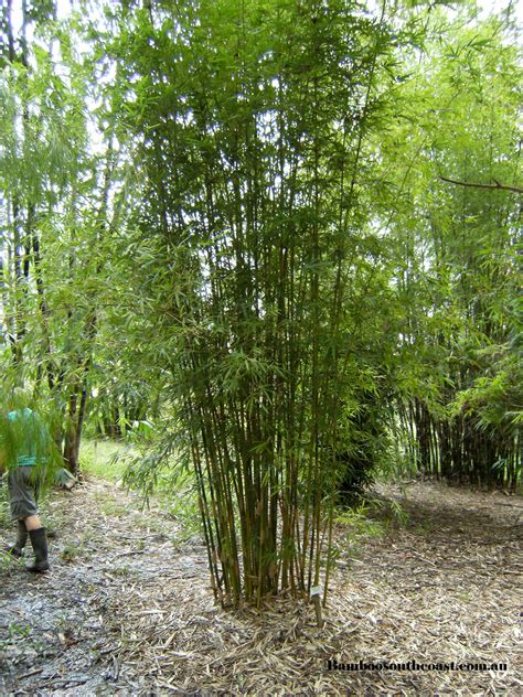 Slender Weavers Bamboo Gracilis Bamboo South Coast