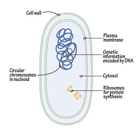 Cell Biology Glossary Cell Architecture Of Prokaryotes Bacteria