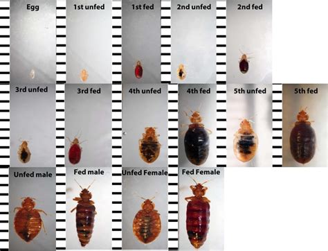 Baby Bed Bugs Nymphs Facts Colors Sizes Bites And How To Identify