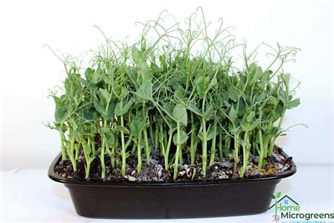 How To Grow Pea Shoots Step By Step