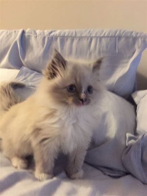 Cuteness Overload — Say Hello To Our New Ragdoll Kitten Gary Photo