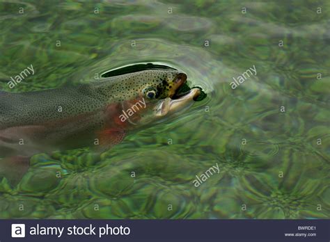 Rainbow Trout Oncorhynchus Mykiss Captive Stock Photo Alamy