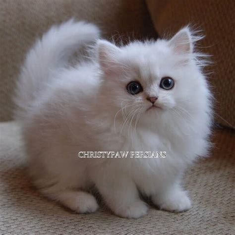 Silver Doll Face Persian Kittens For Sale In Missouri Christypaw Persians Super Cute Kittens