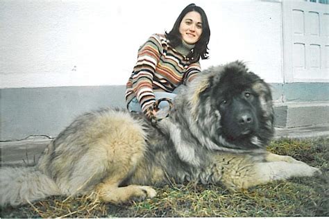 Ovcharka Caucasian Shepherd Caucasian Mountain Dog Caucasian
