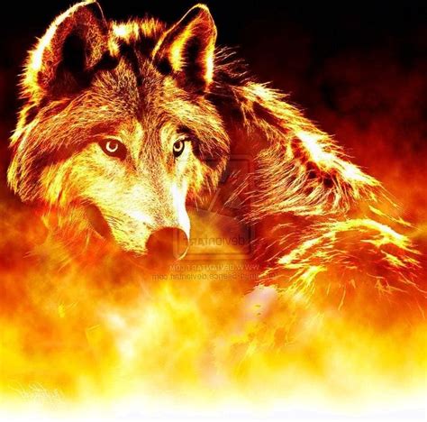 Ice Wolf And Fire Wolf Wallpapers Wolf Wallpaperspro