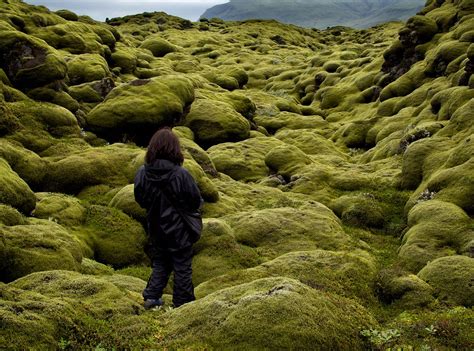 Eldhraun The Vast Eldhraun Lava Field In The South Of Icel Flickr