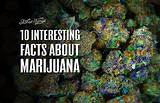 Interesting Facts About Medical Marijuana Images