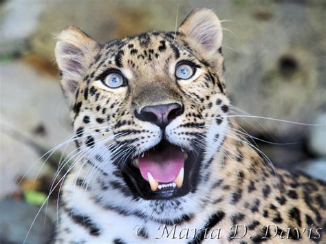 Amur Leopard Photos Archives Wildcats Conservation Alliance