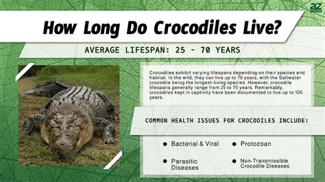Life Cycle Of A Crocodile