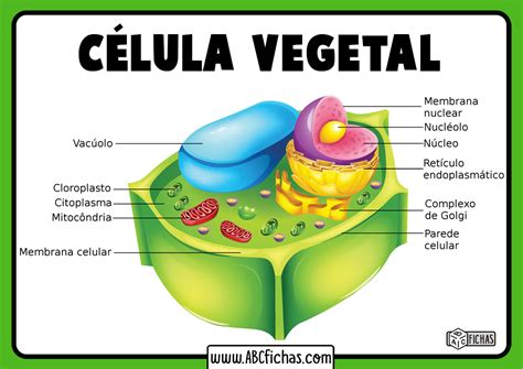 La Célula Vegetal Estructura Partes Y Funciones De La Célula Vegetal