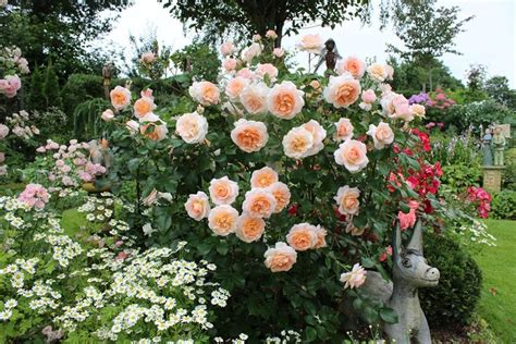 Do you want to know the entry ticket price for schiffners garten? apricot rose in Schiffners Garten in 2020 (With images ...