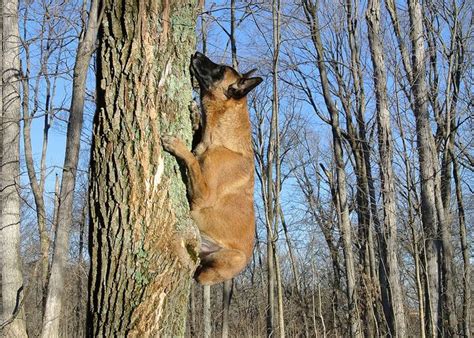You see, my dog has this thing for squirrels. 2-6-12 Tree climbing dog? | Belgium malinois, Belgian ...