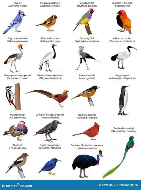 25 Different Types Of Birds With Names And Pictures