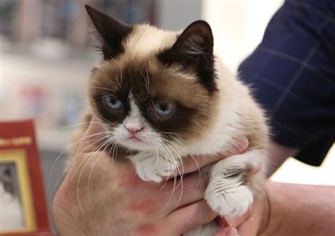 Meet The Manager Behind The Grumpy Cat Meme